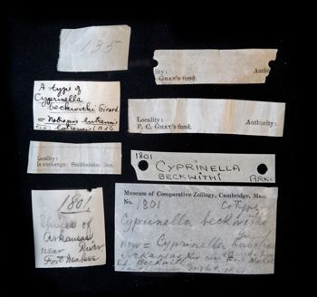 Media type: image;   Ichthyology 1801 Description: photograph;  Aspect: labels